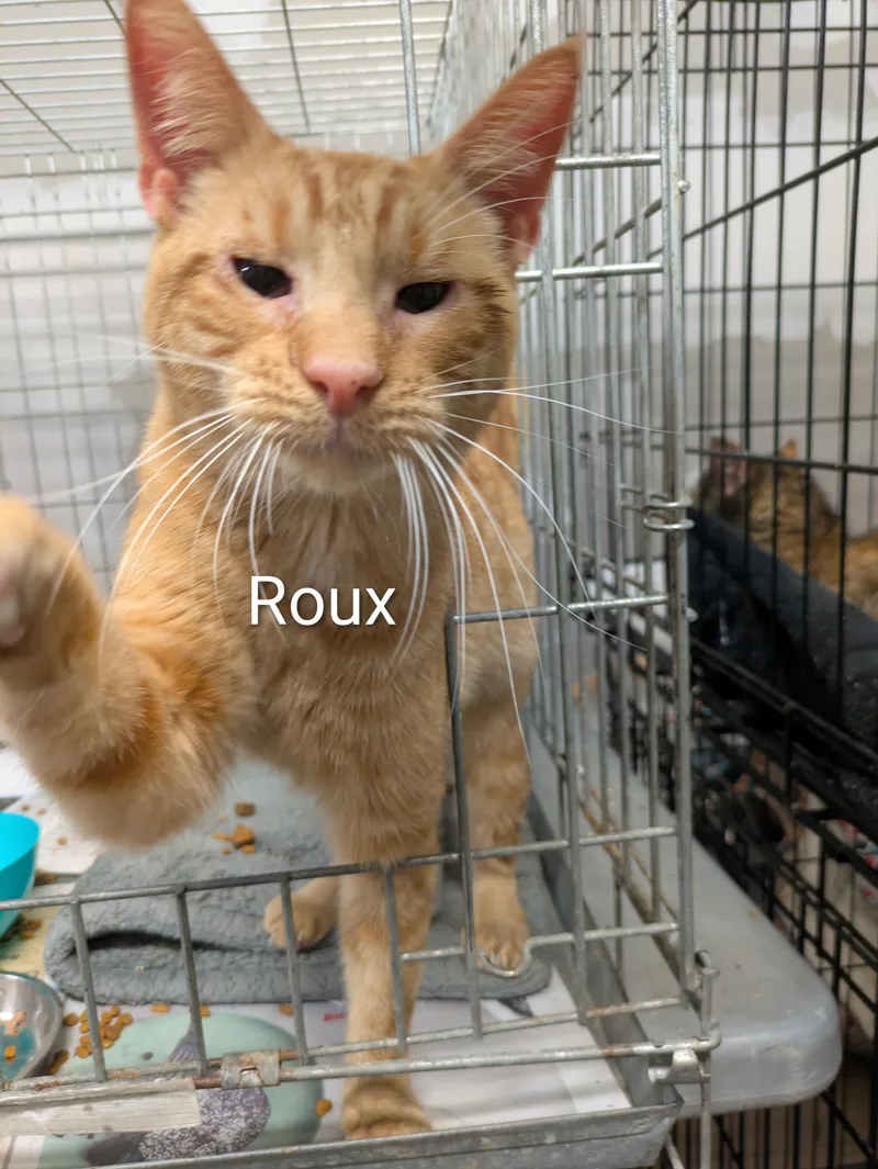 Roux thumbnail 5