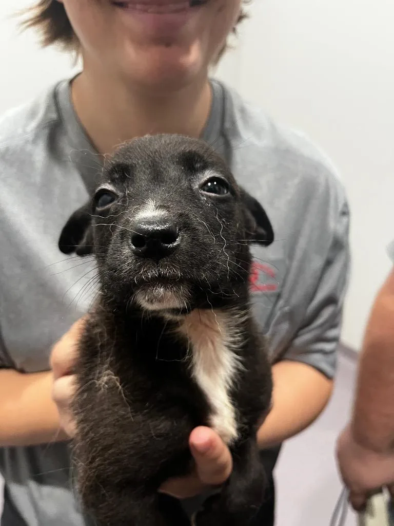 A baby medium-sized female Shepherd dog named Becky for adoption in Benton, AR