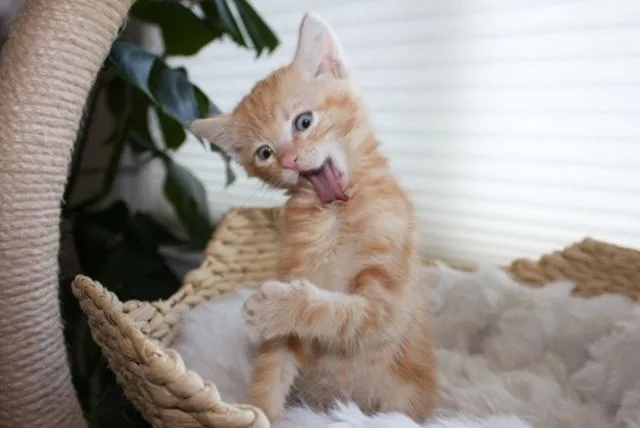 A baby medium-sized male Tabby (Orange / Red) Tabby cat named Germain for adoption in Santa Cruz, CA