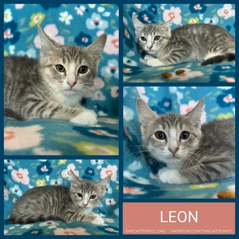 A baby small-sized male Domestic Short Hair cat named Leon for adoption in Corpus Christi, TX