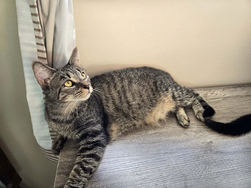 An adult medium-sized female Domestic Short Hair cat named Hilde for adoption in Milton, PA