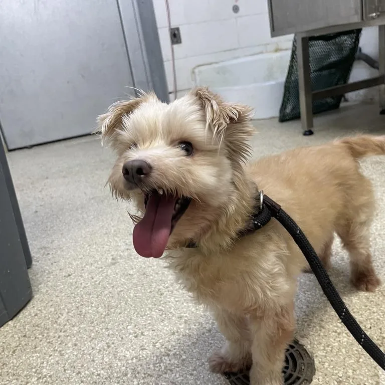 A senior small-sized female Yellow / Tan / Blond / Fawn Mixed Breed dog named MONTStray for adoption in Perkiomenville, PA