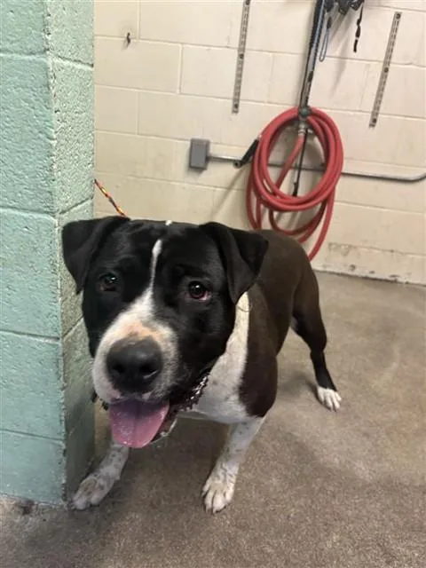 An adult large-sized female Pit Bull Terrier dog named Julia for adoption in Sacramento, CA