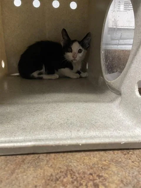 A baby small-sized female Domestic Short Hair cat named Rebecca for adoption in Tallahassee, FL