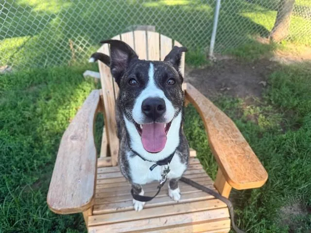 A young medium-sized female Rottweiler dog named Owlette for adoption in Omaha, NE
