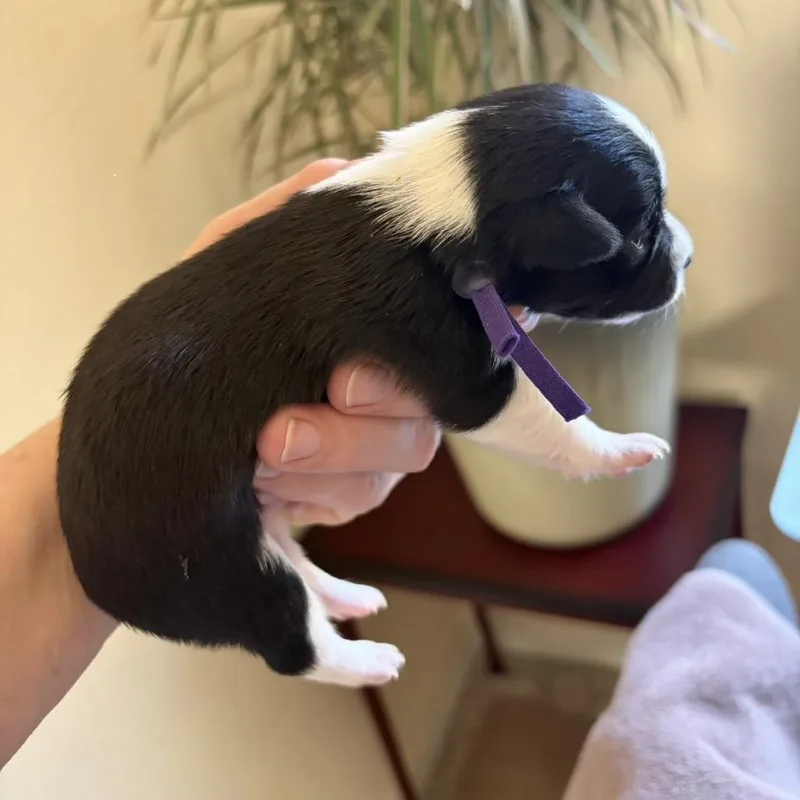 A baby small-sized male Black Chihuahua dog named Laurel for adoption in Sacramento, CA