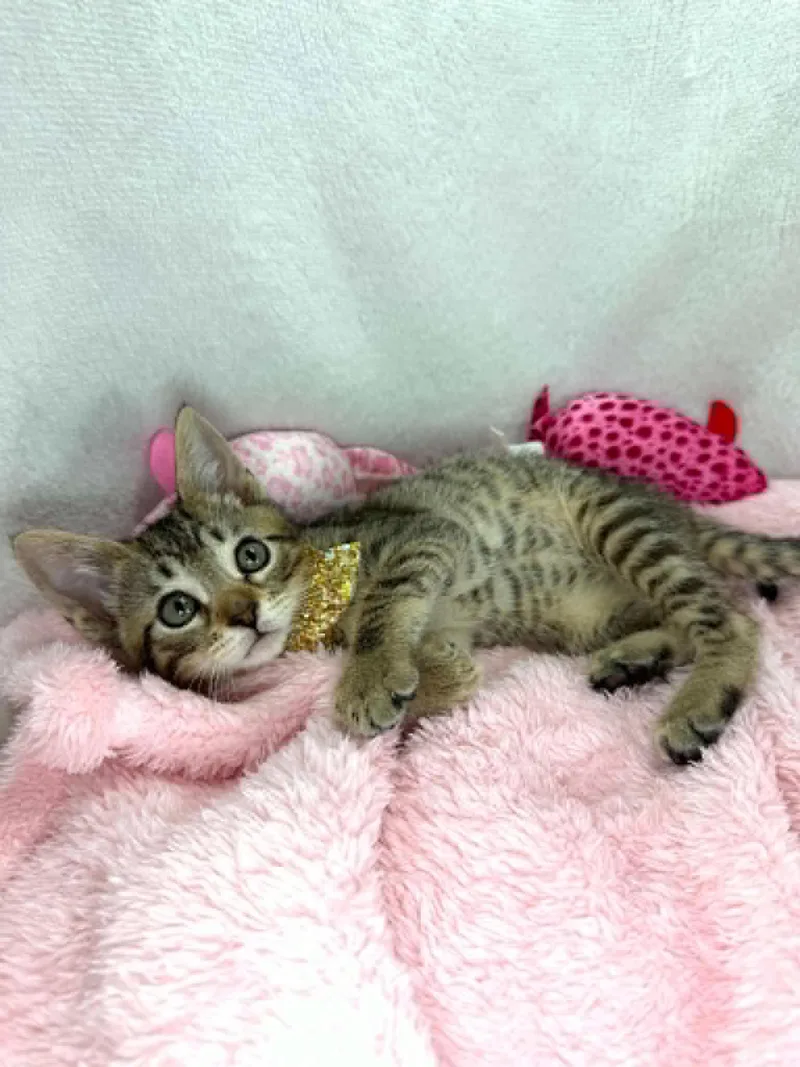 A young medium-sized female Tabby (Brown / Chocolate) Domestic Short Hair cat named Mouse for adoption in Tavares, FL