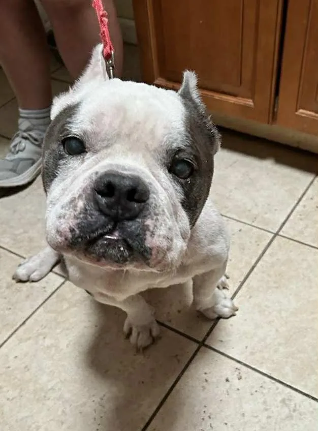 A senior medium-sized male American Bulldog dog named Calvin for adoption in Gorham, ME