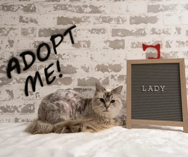 Lady