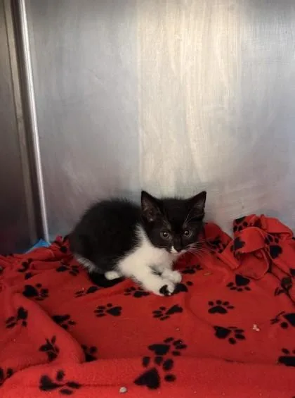 A baby medium-sized female Black & White / Tuxedo Domestic Short Hair cat named Trinity for adoption in Lafayette, IN
