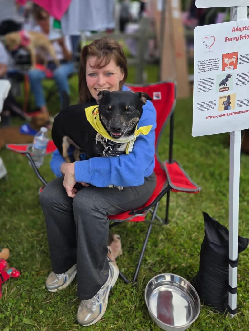 An adult small-sized male Chihuahua dog named Bentley for adoption in Dayton, OH