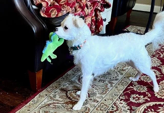 An adult small-sized male White / Cream Chihuahua dog named Snowball for adoption in Richardson, TX