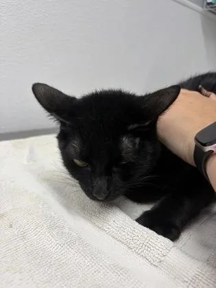 A baby medium-sized female Domestic Short Hair cat named Minnie for adoption in West Chester, PA