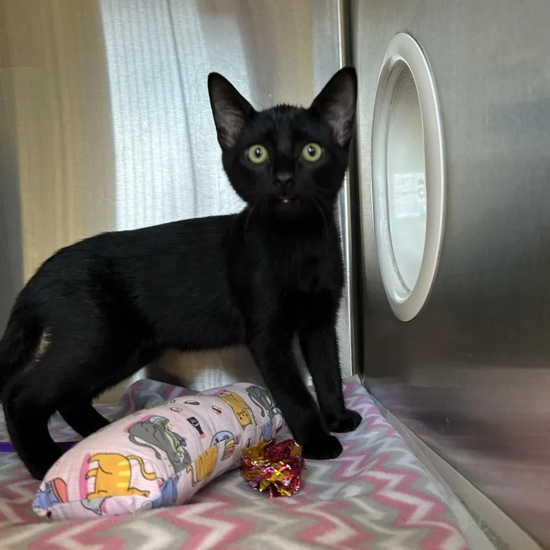 A baby small-sized male Black Domestic Short Hair cat named Blackberry for adoption in Waukesha, WI