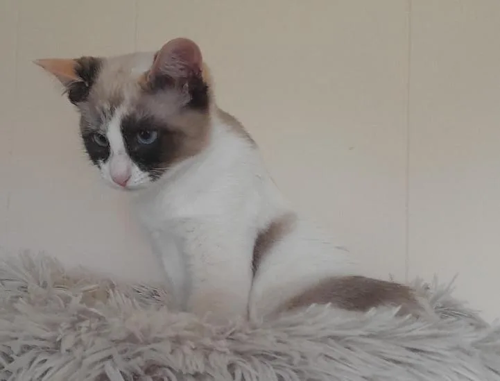 A baby medium-sized female Domestic Medium Hair cat named Ocean for adoption in Lafayette, LA