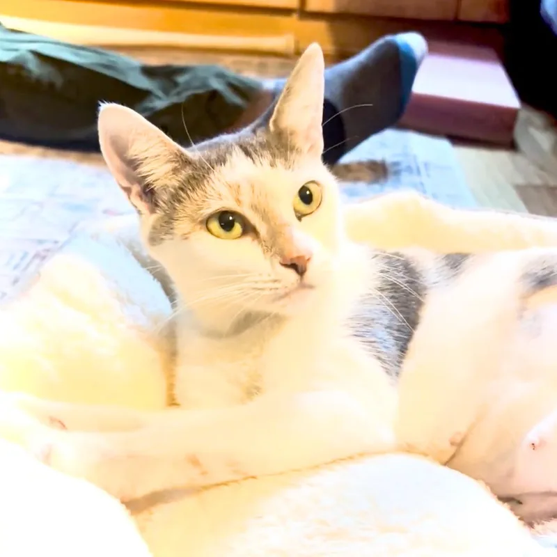 An adult medium-sized female Domestic Short Hair cat named Parsons for adoption in Brooklyn, NY