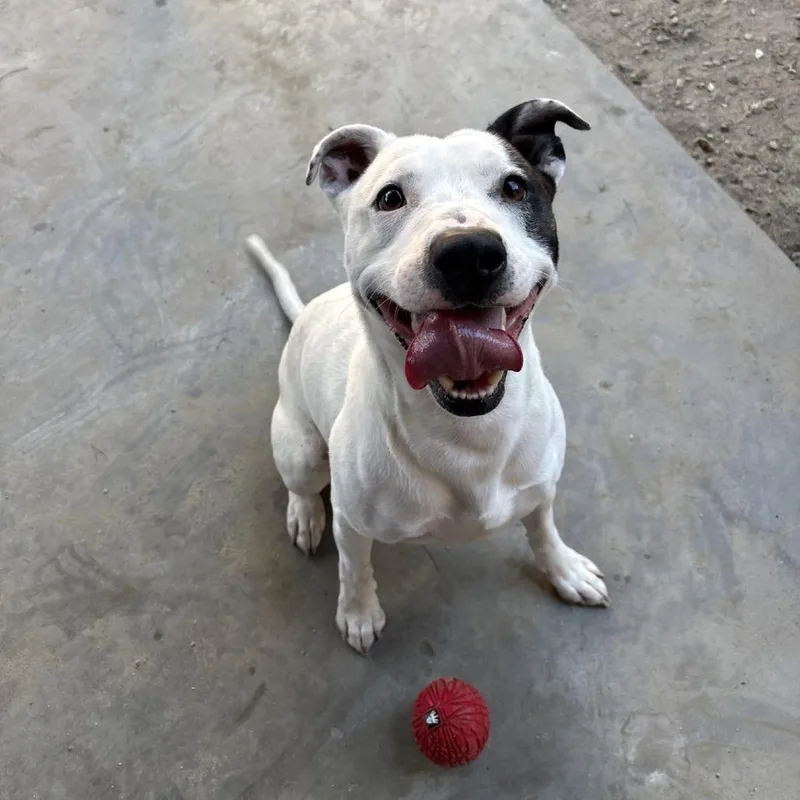 An adult medium-sized male White / Cream Pit Bull Terrier dog named Ace for adoption in Coachella, CA
