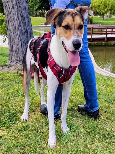 A young large-sized male Foxhound dog named Bandit for adoption in Albuquerque, NM