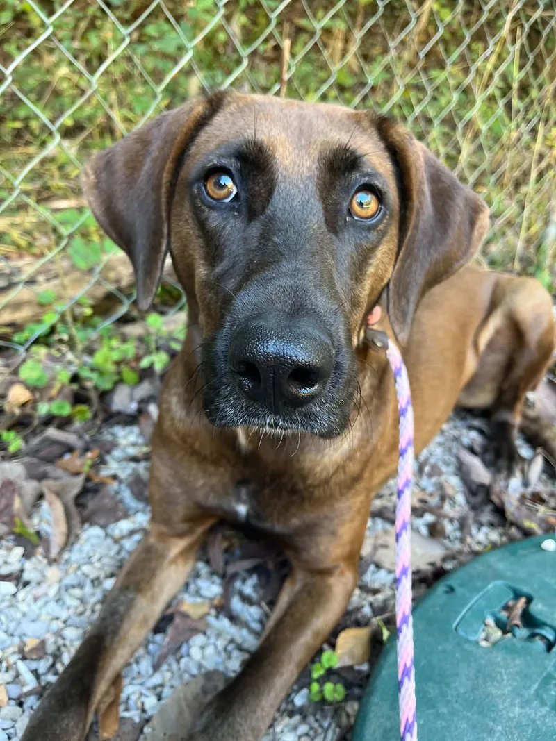 An adult large-sized female Hound dog named River for adoption in Ona, WV