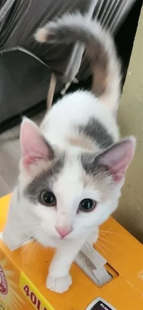 A baby small-sized female Domestic Short Hair cat named Jelly for adoption in Lees Summit, MO