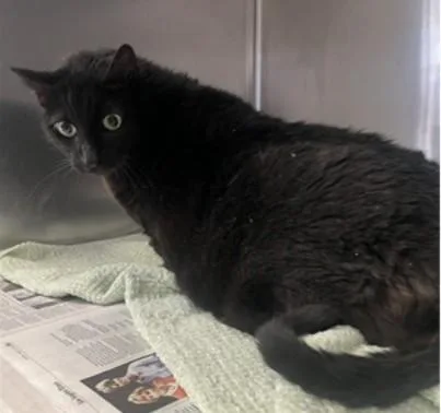 A senior medium-sized female Domestic Short Hair cat named Leah for adoption in Downey, CA