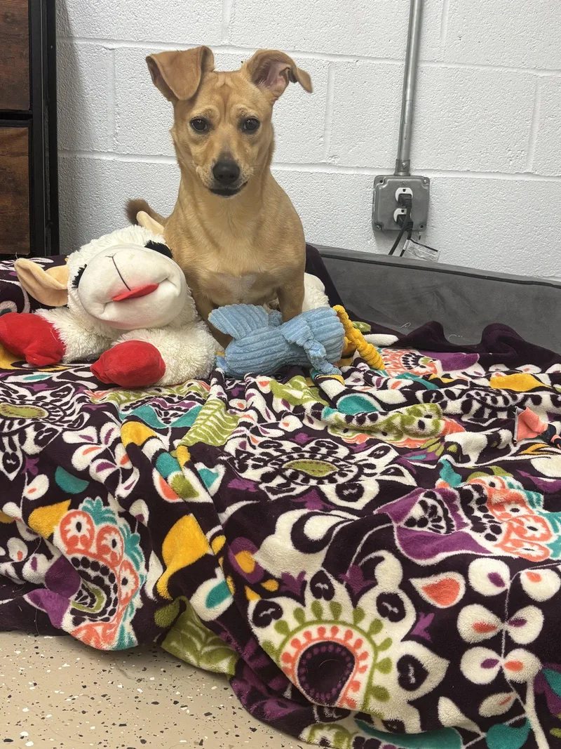 A young small-sized female Dachshund dog named Goldie for adoption in York, SC
