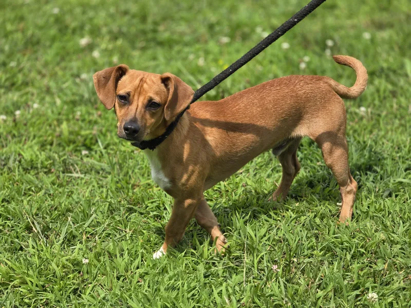 A young small-sized male Golden Terrier dog named Roscoe for adoption in Maynardville, TN