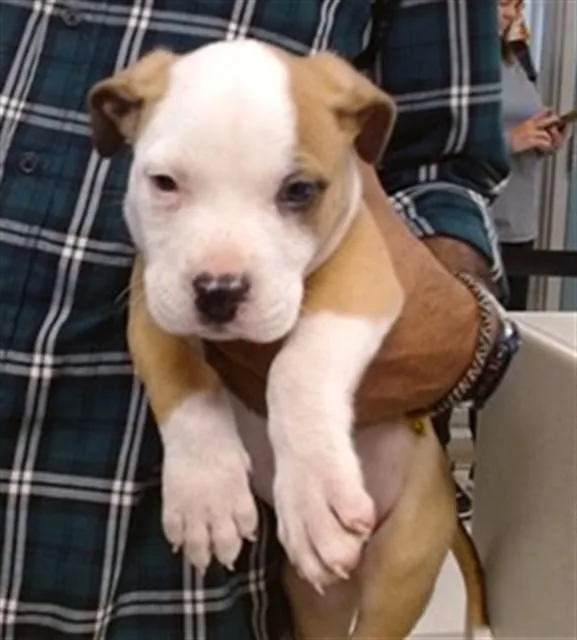 A baby small-sized male Boxer dog named A for adoption in Oklahoma City, OK