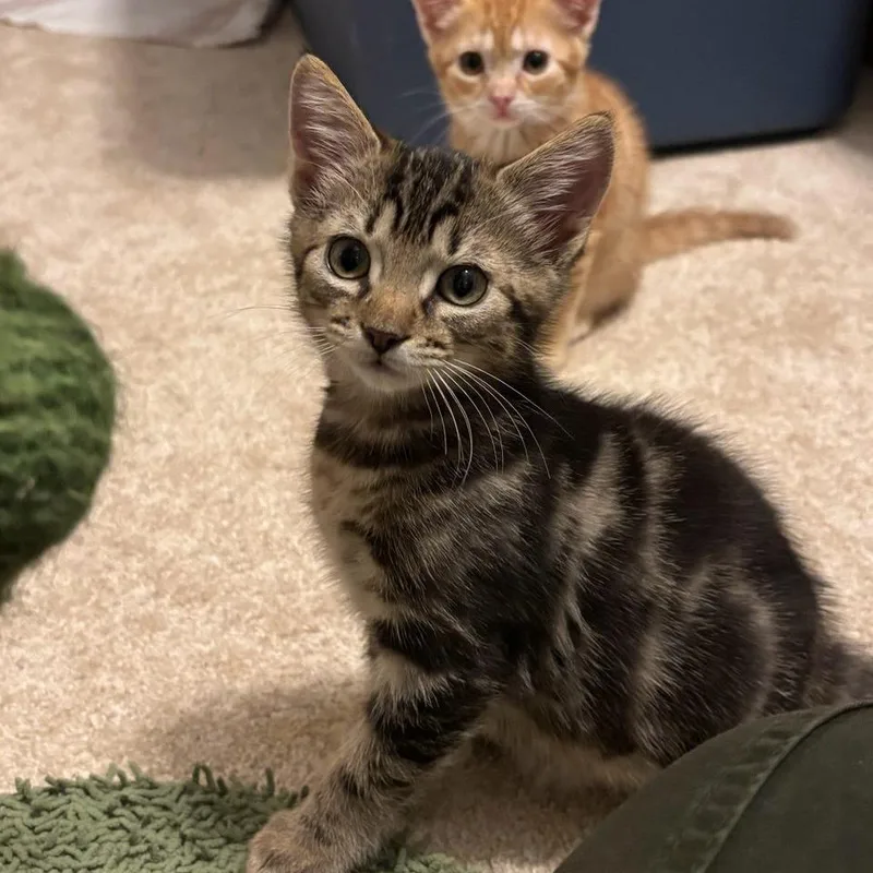 A baby small-sized male Brown / Chocolate Domestic Short Hair cat named Berlioz for adoption in Williston, FL