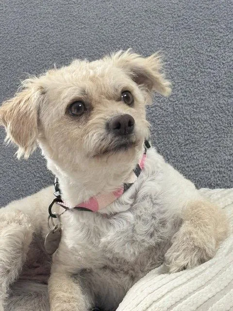 An adult medium-sized female Spaniel dog named Chloe for adoption in Seattle, WA