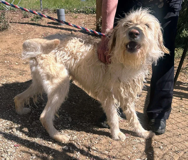 Dutchess thumbnail 2