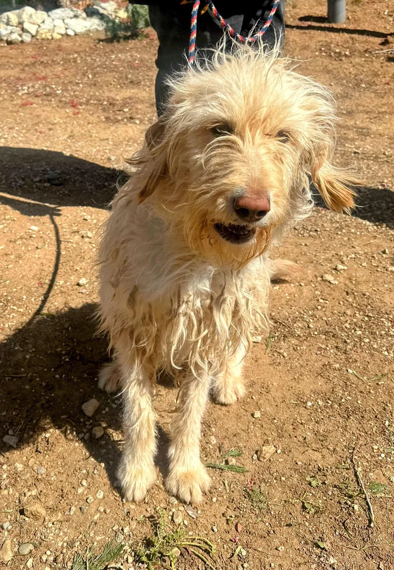 Dutchess thumbnail 3