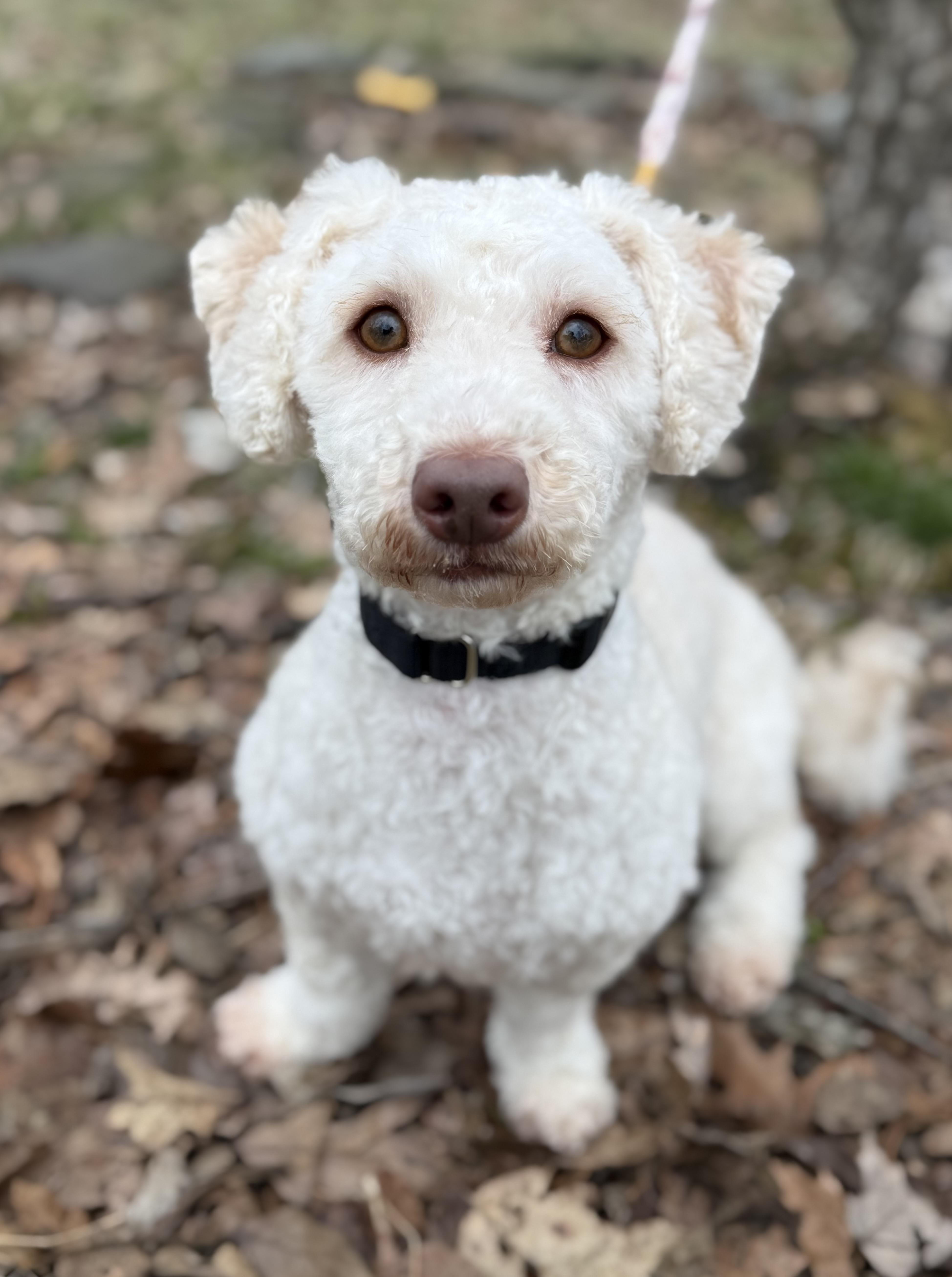 Mayonnaise thumbnail 2