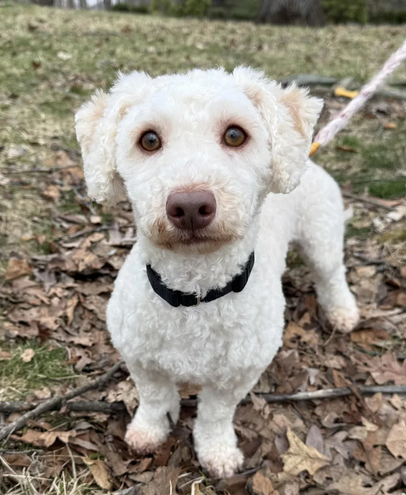 Mayonnaise thumbnail 3