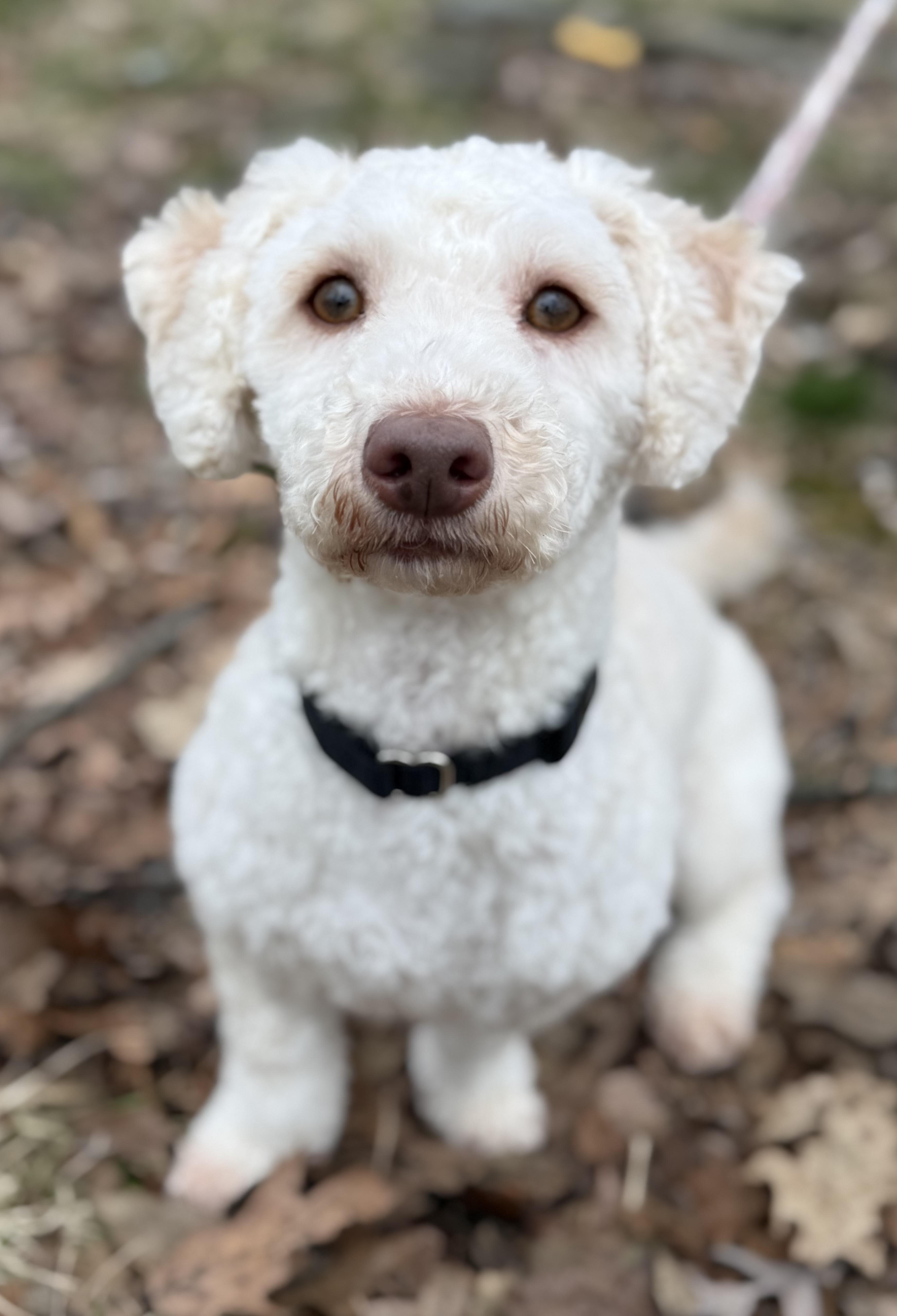 Mayonnaise thumbnail 4