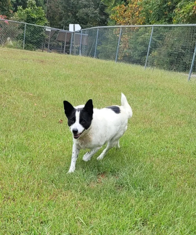 An adult large-sized female Border Collie dog named Samantha for adoption in Lawrenceburg, TN