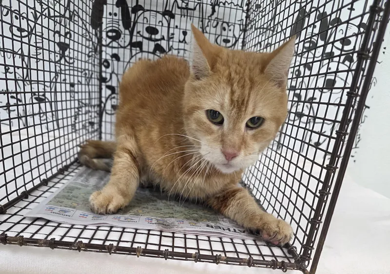 A senior large-sized male Domestic Short Hair cat named Tomy for adoption in San Pedro, CA