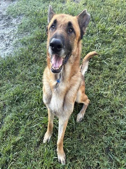 An adult large-sized male German Shepherd Dog dog named Max for adoption in Riverside, CA