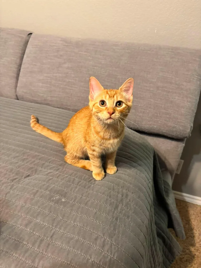 A young medium-sized male Orange / Red Domestic Short Hair cat named Cheeto for adoption in Midland, TX
