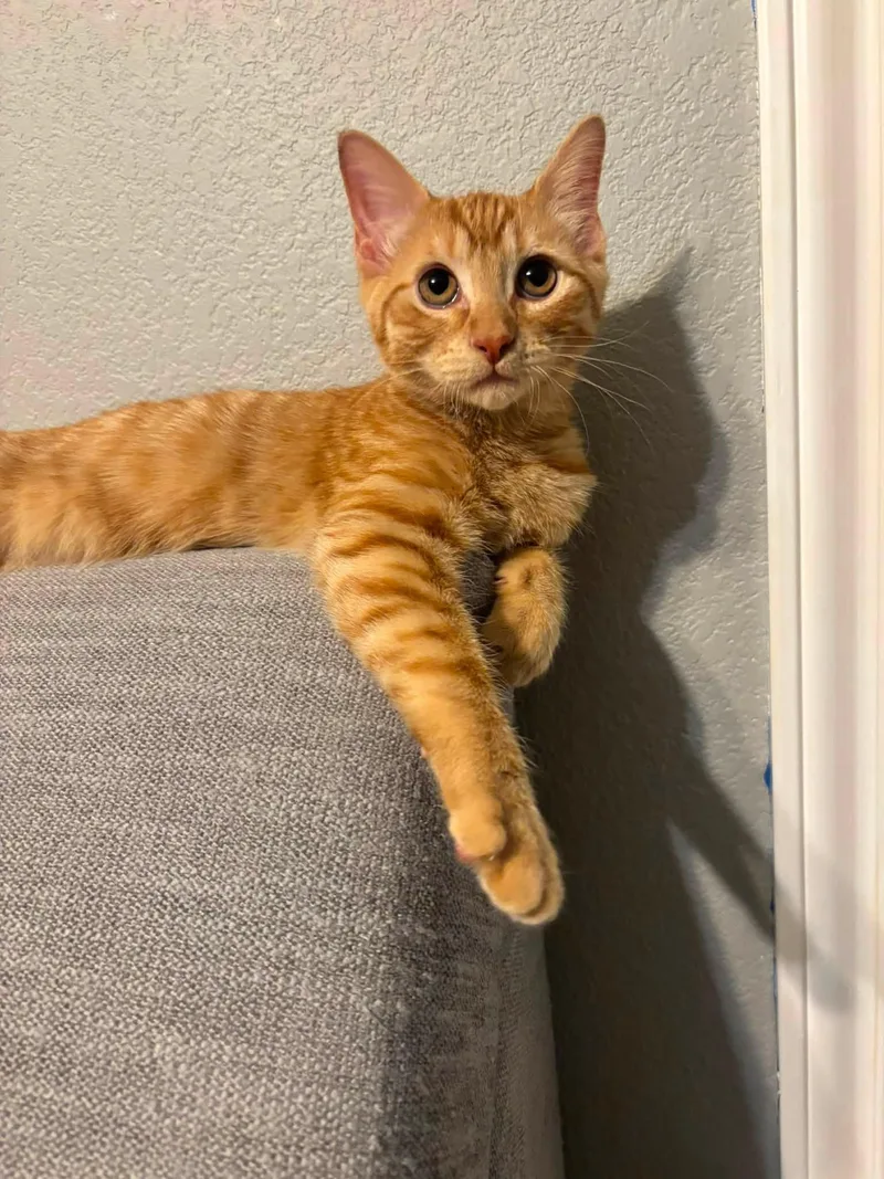 Cheeto thumbnail 2