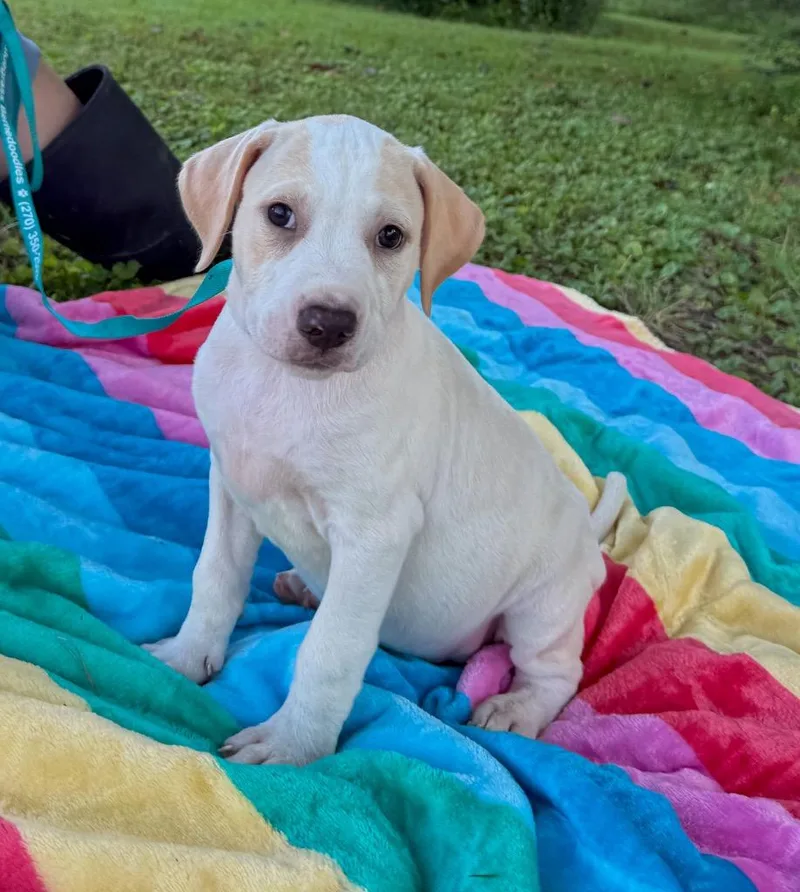 A baby medium-sized male Mixed Breed dog named Gilbert for adoption in Murray, KY