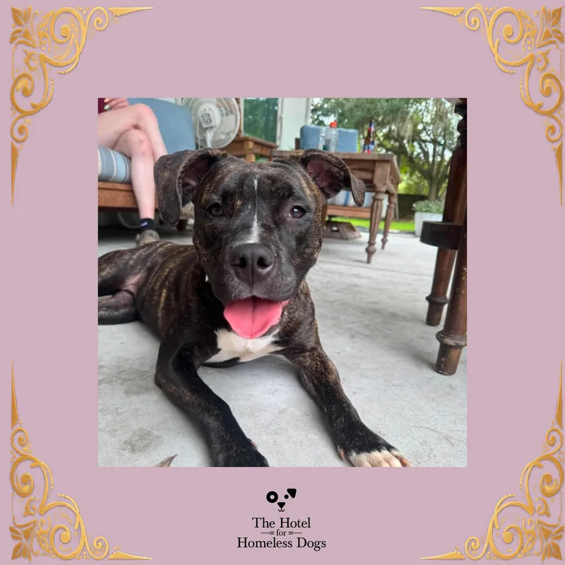 A young medium-sized female Hound dog named Pickle for adoption in Cumberland, RI