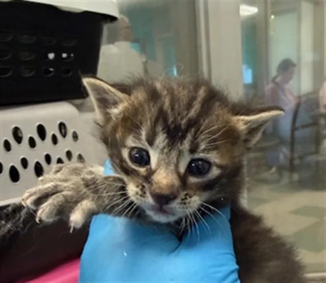 A baby small-sized female Domestic Short Hair cat named Luna for adoption in Oklahoma City, OK