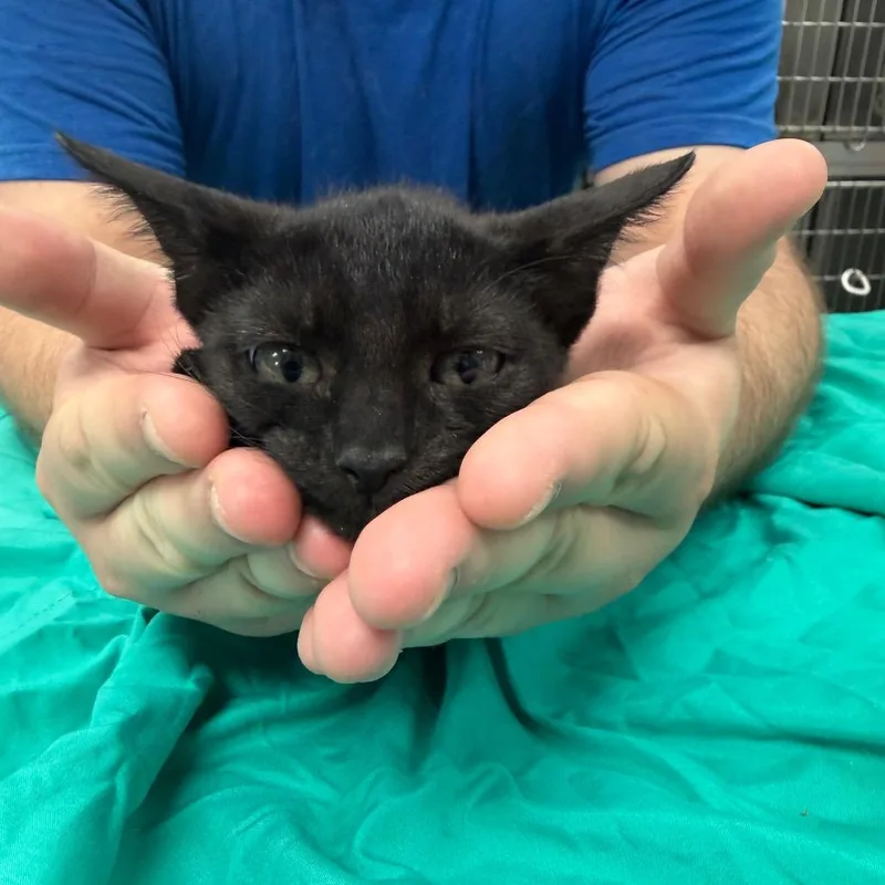 A baby small-sized female Black Domestic Short Hair cat named Lobster for adoption in Port Charlotte, FL