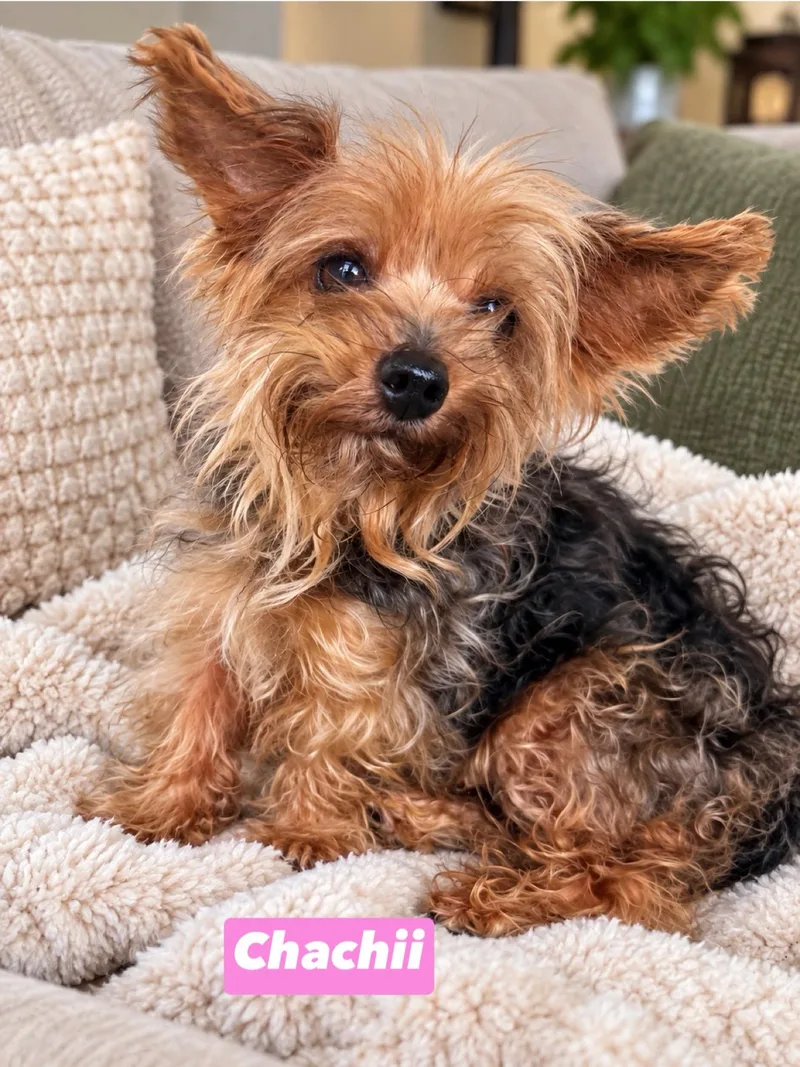 An adult small-sized female Yorkshire Terrier dog named Chachii for adoption in Semmes, AL