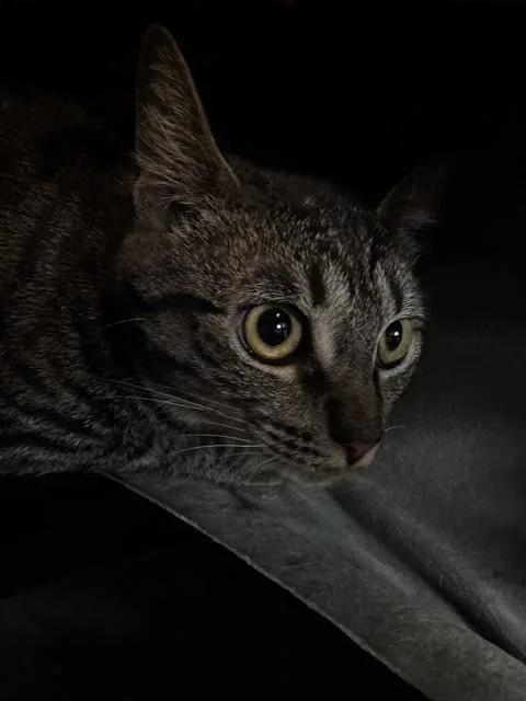 A young medium-sized female Domestic Short Hair cat named Drizella for adoption in Fort Walton Beach, FL