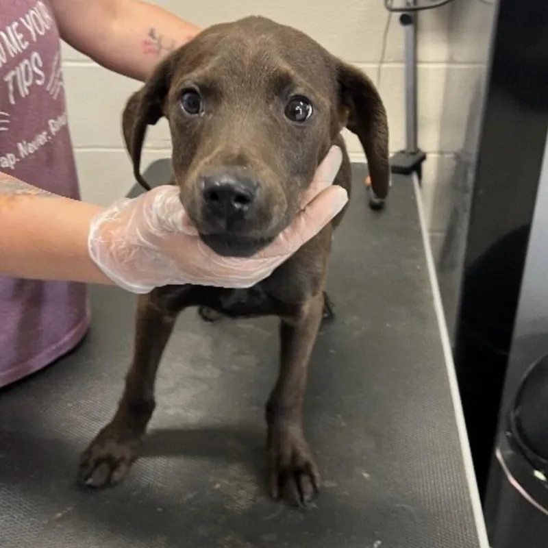 A baby large-sized male Brown / Chocolate Mixed Breed dog named Chip for adoption in Springboro, OH