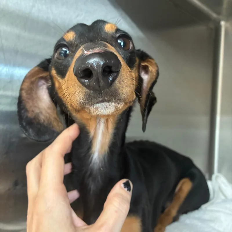 An adult small-sized male Black Dachshund dog named Rexceratops for adoption in Northbrook, IL