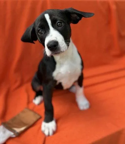 A young small-sized female Pit Bull Terrier dog named Hallowicked for adoption in Midland, VA