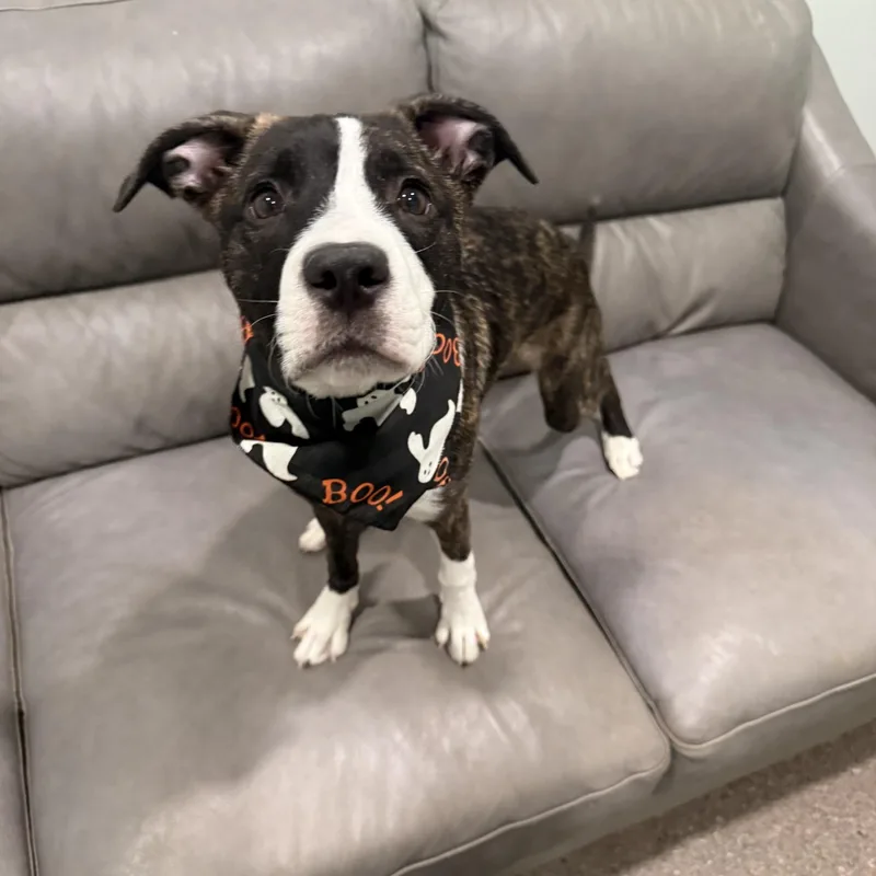 A young medium-sized male Mixed Breed dog named Milo pounds and for adoption in Sault Sainte Marie, MI
